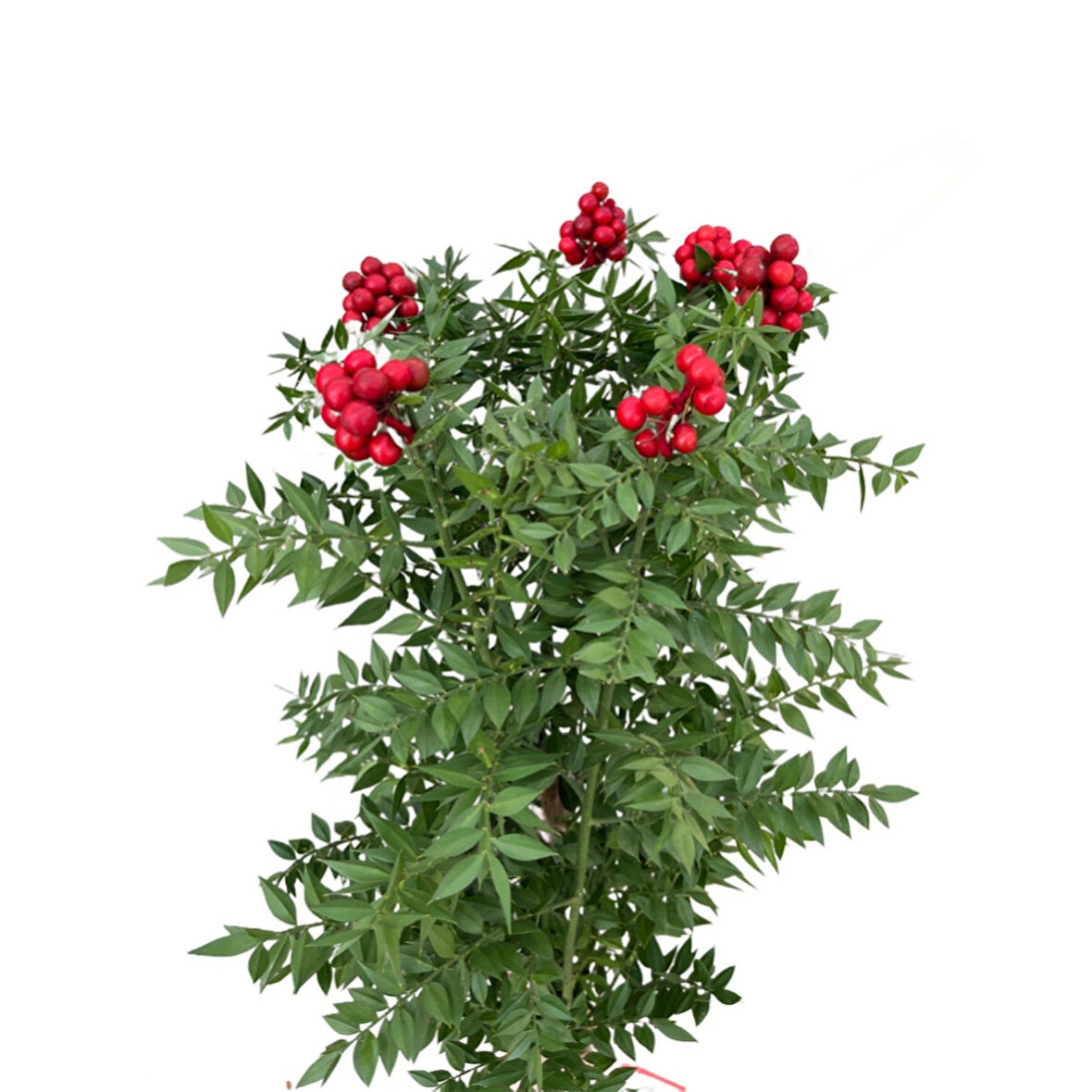 Kokina (Canlı Yılbaşı Çiçeği) (1 Demet 6 Dal)