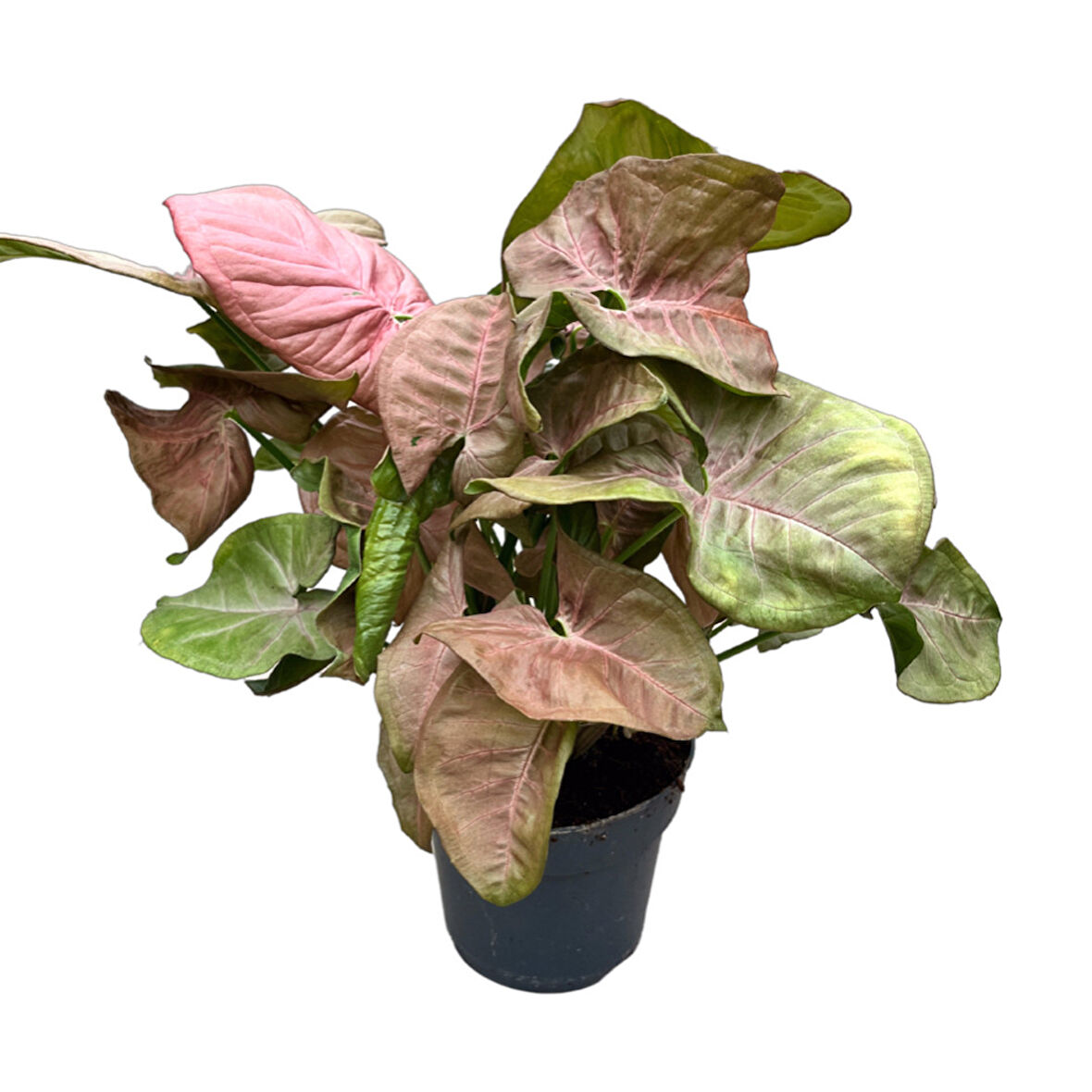 Syngonium Podophyllum 'Pink' (Melek Kanadı Çiçeği)