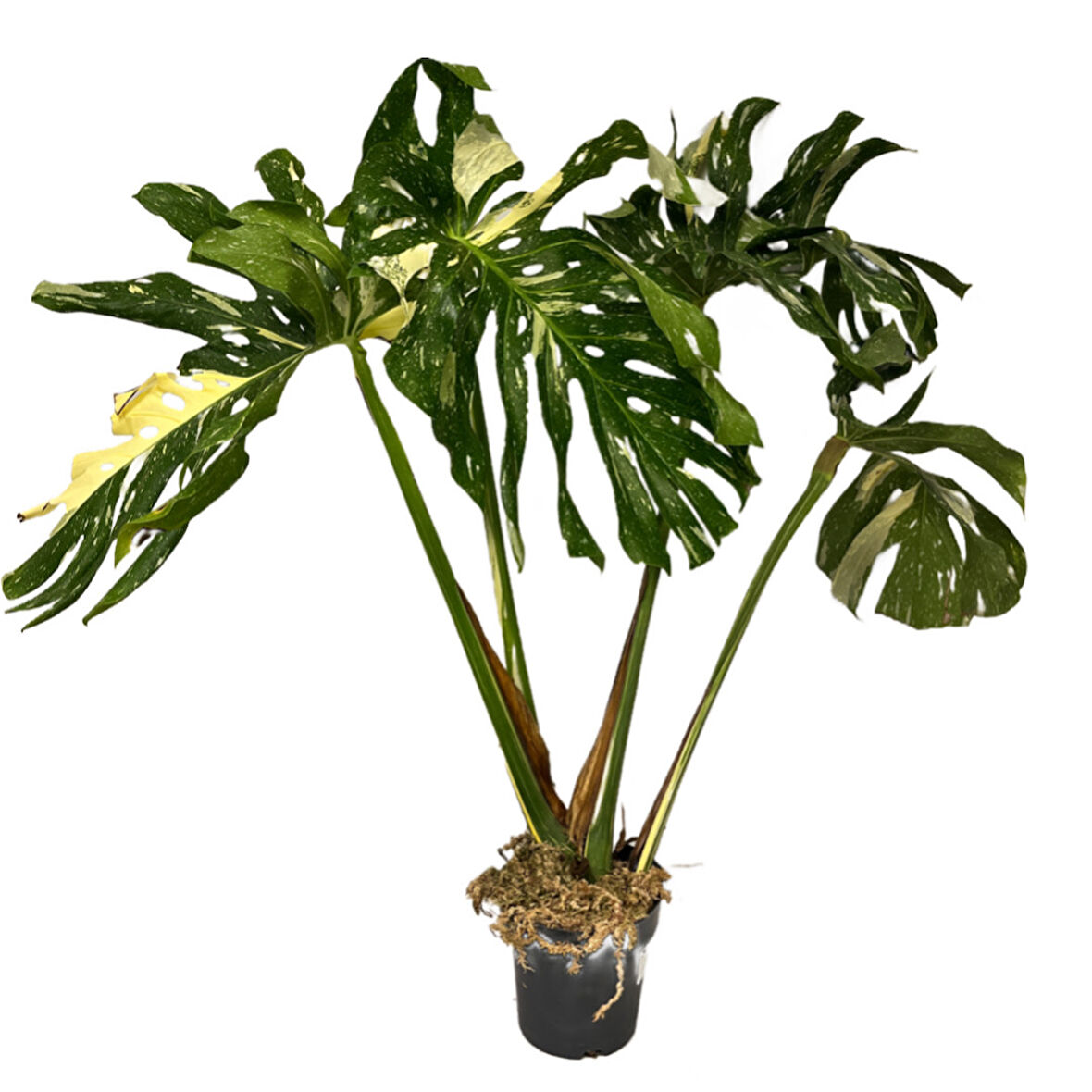 Monstera Deliciosa 'Thai Constellation' (Deve Tabanı)