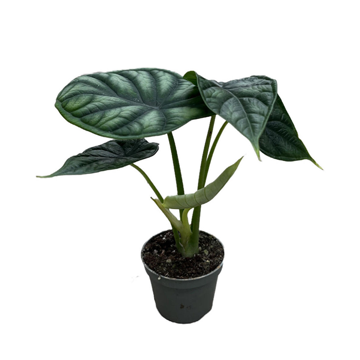 Alocasia Baginda 'Dragon Scale'