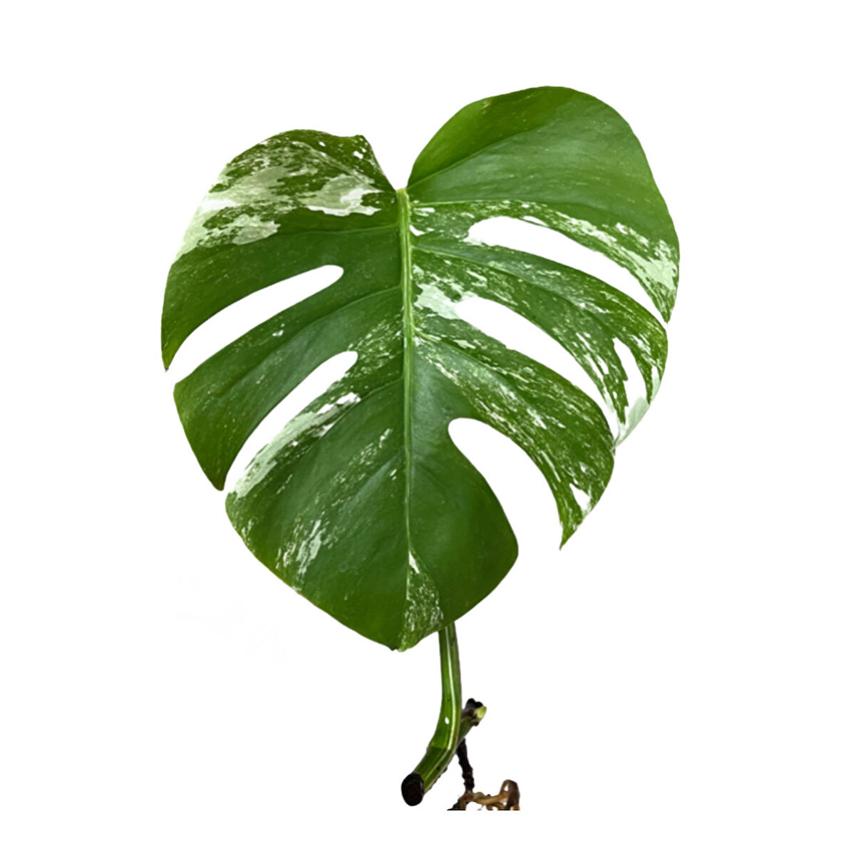 Monstera Deliciosa 'Albo Variegata' (Çelik)