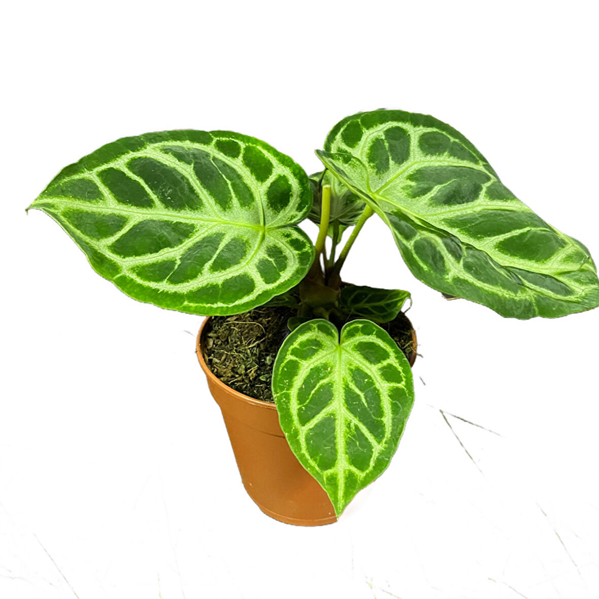 Anthurium Crystallinum