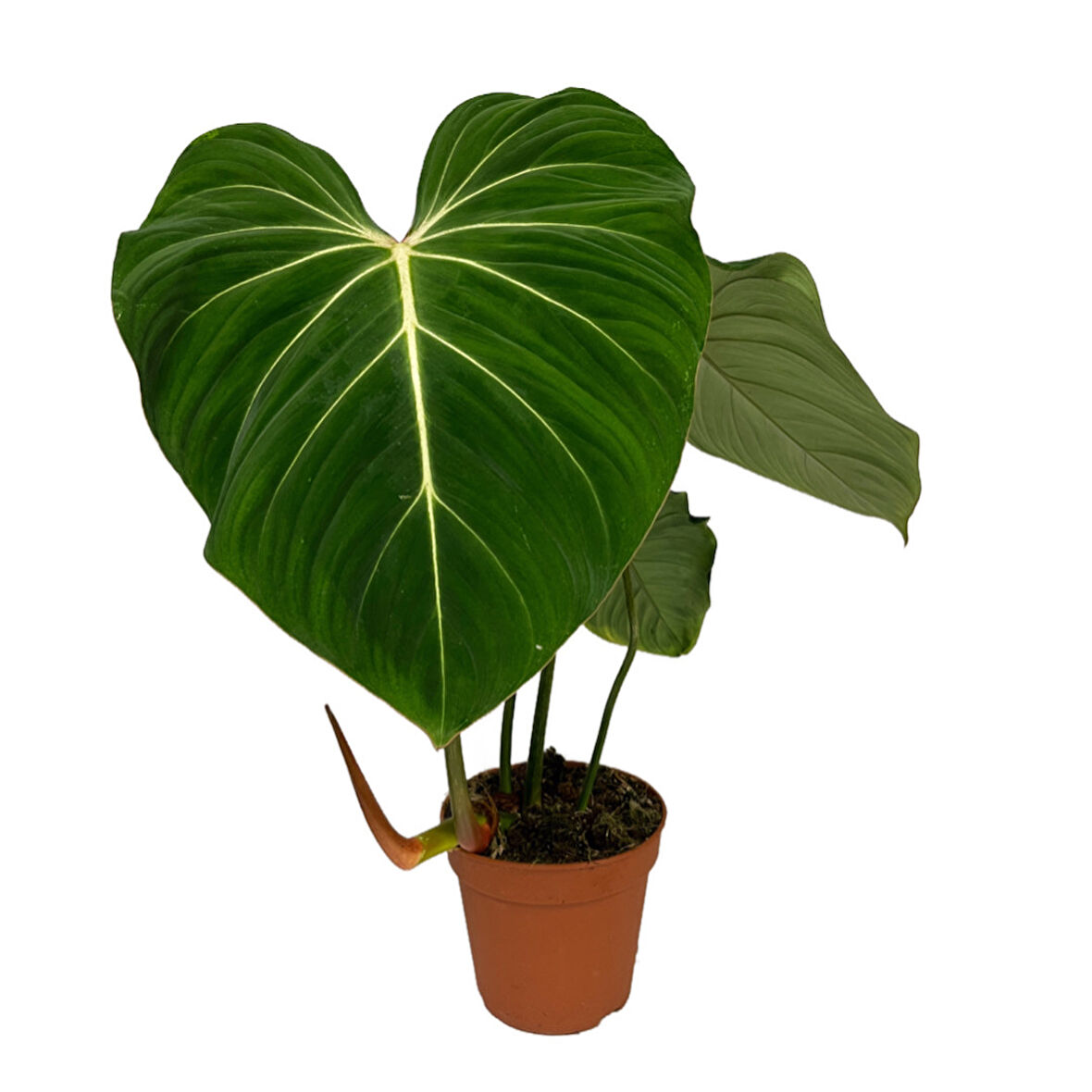 Philodendron Gloriosum 'Green Vein'