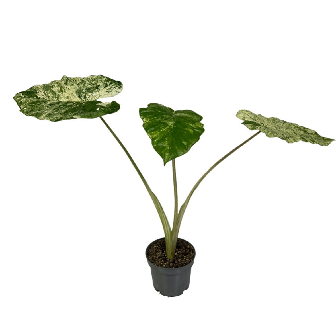 Alocasia Macrorrhiza 'Camouflage' (Fil Kulağı)