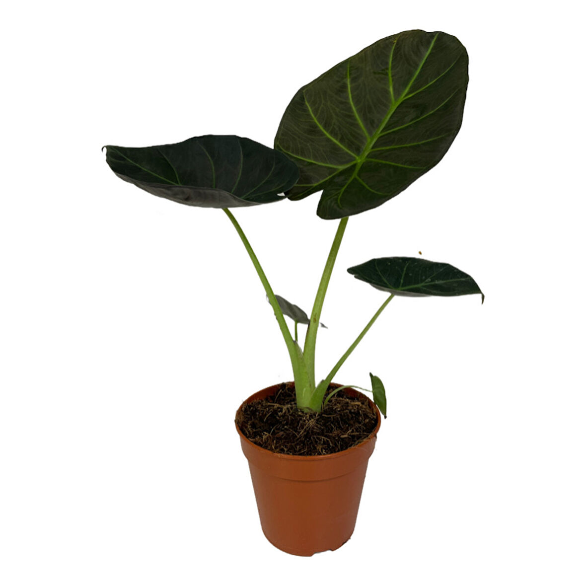 Alocasia 'Regal Shield' (Fil Kulağı)