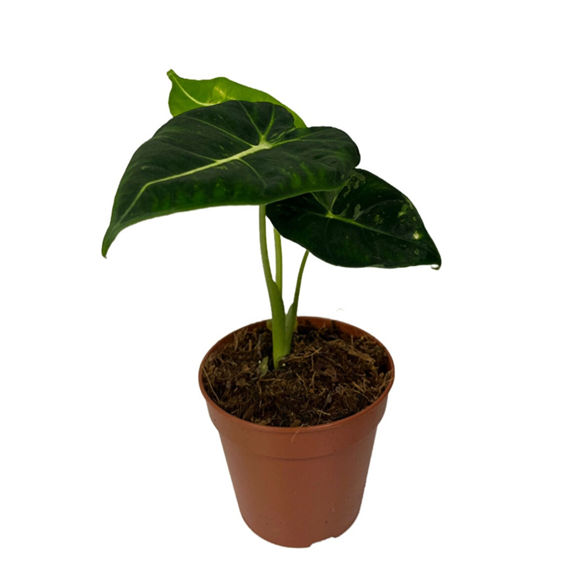 Alocasia Frydek (Fil Kulağı)