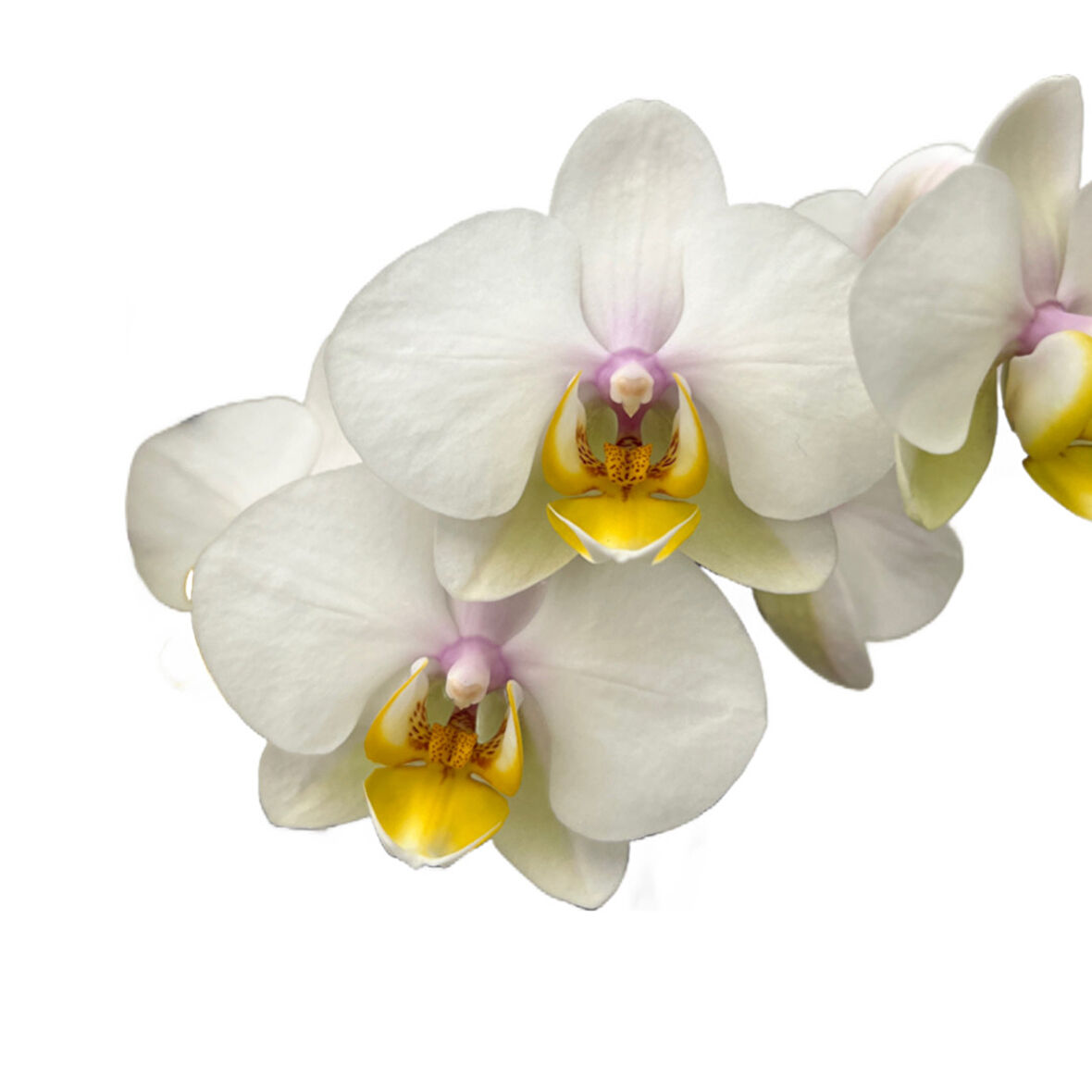 Phalaenopsis 'Busy Bee' (Beyaz Orkide)