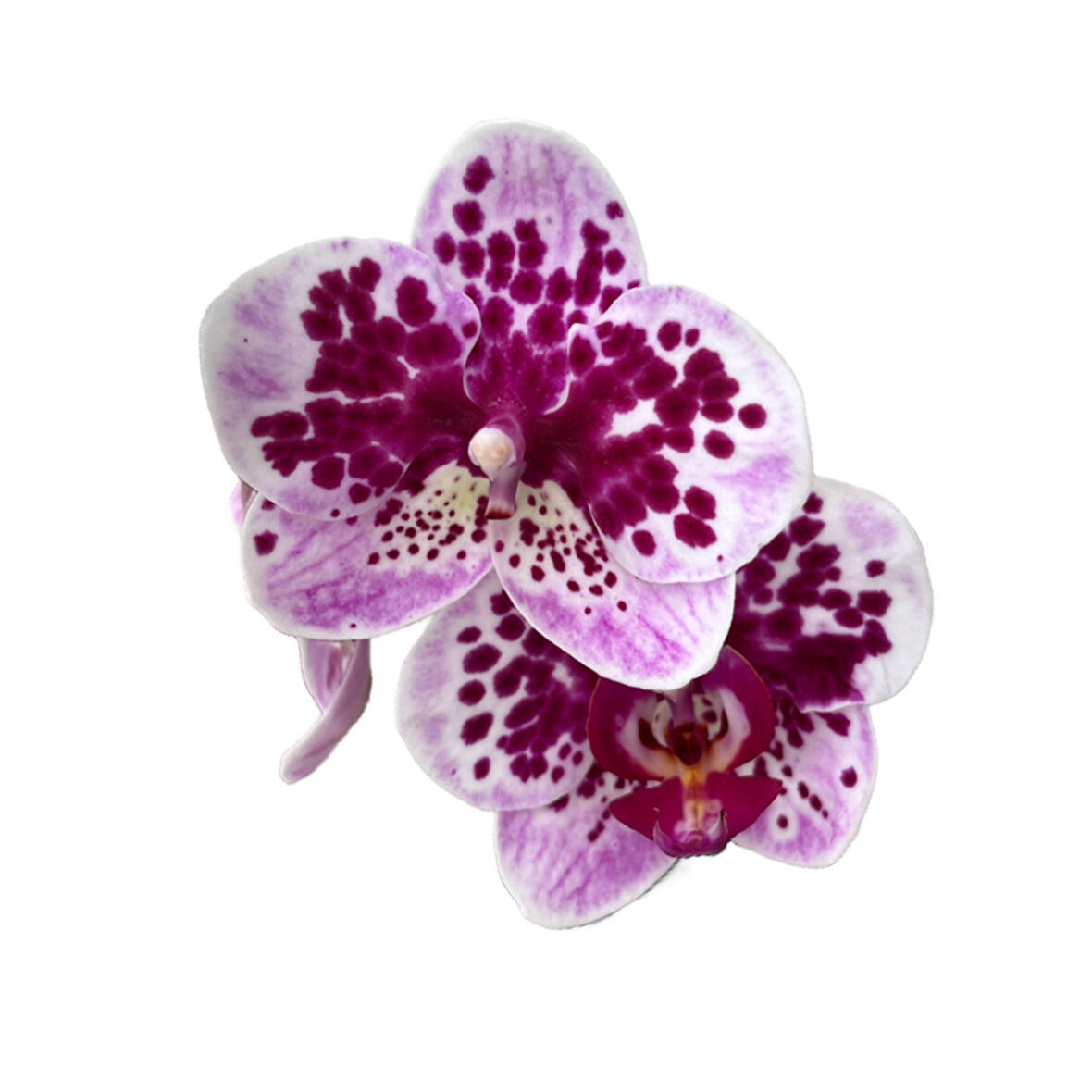 Phalaenopsis 'El Salvador' (Mor Orkide)