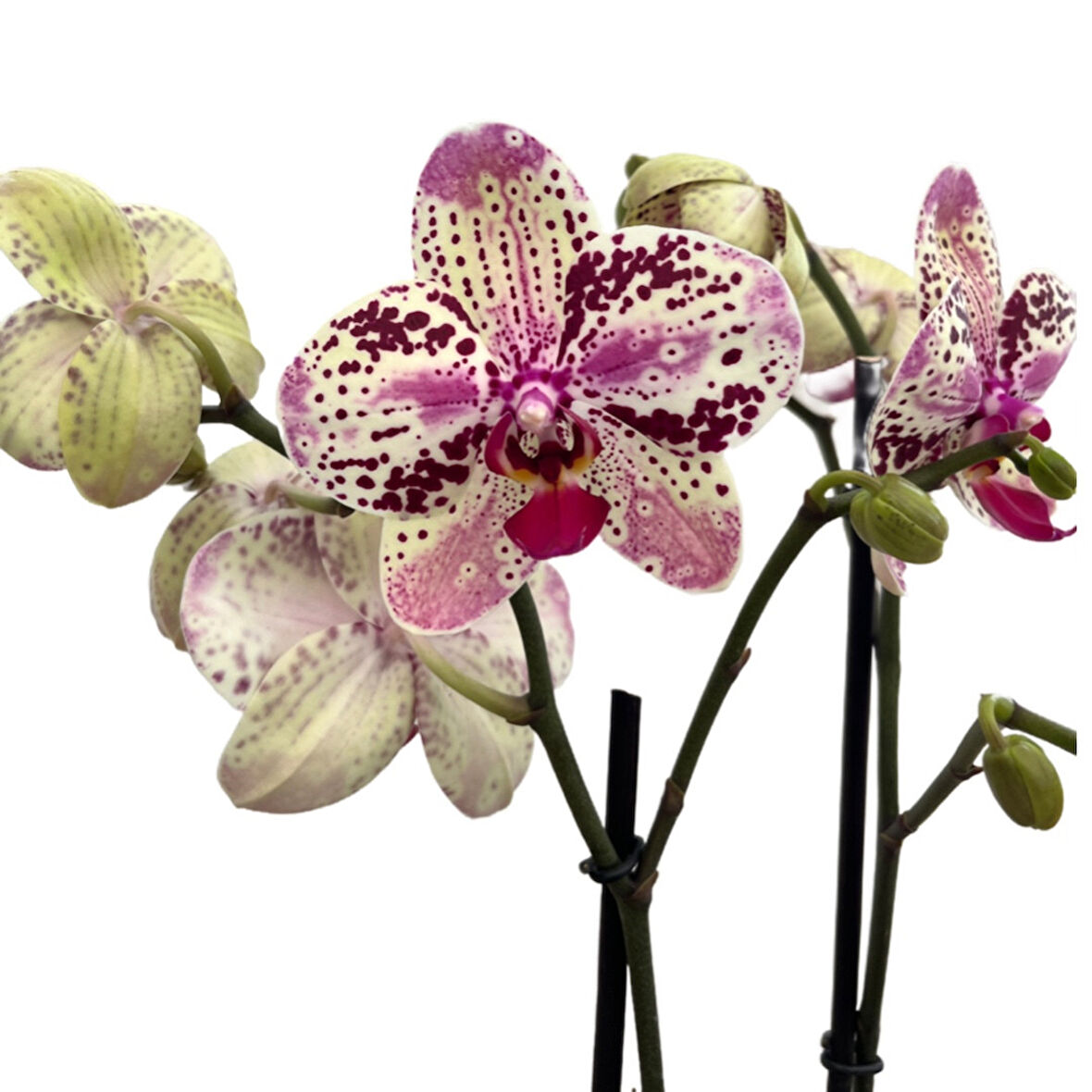 Phalaenopsis 'Frontera' (Pembe Orkide)