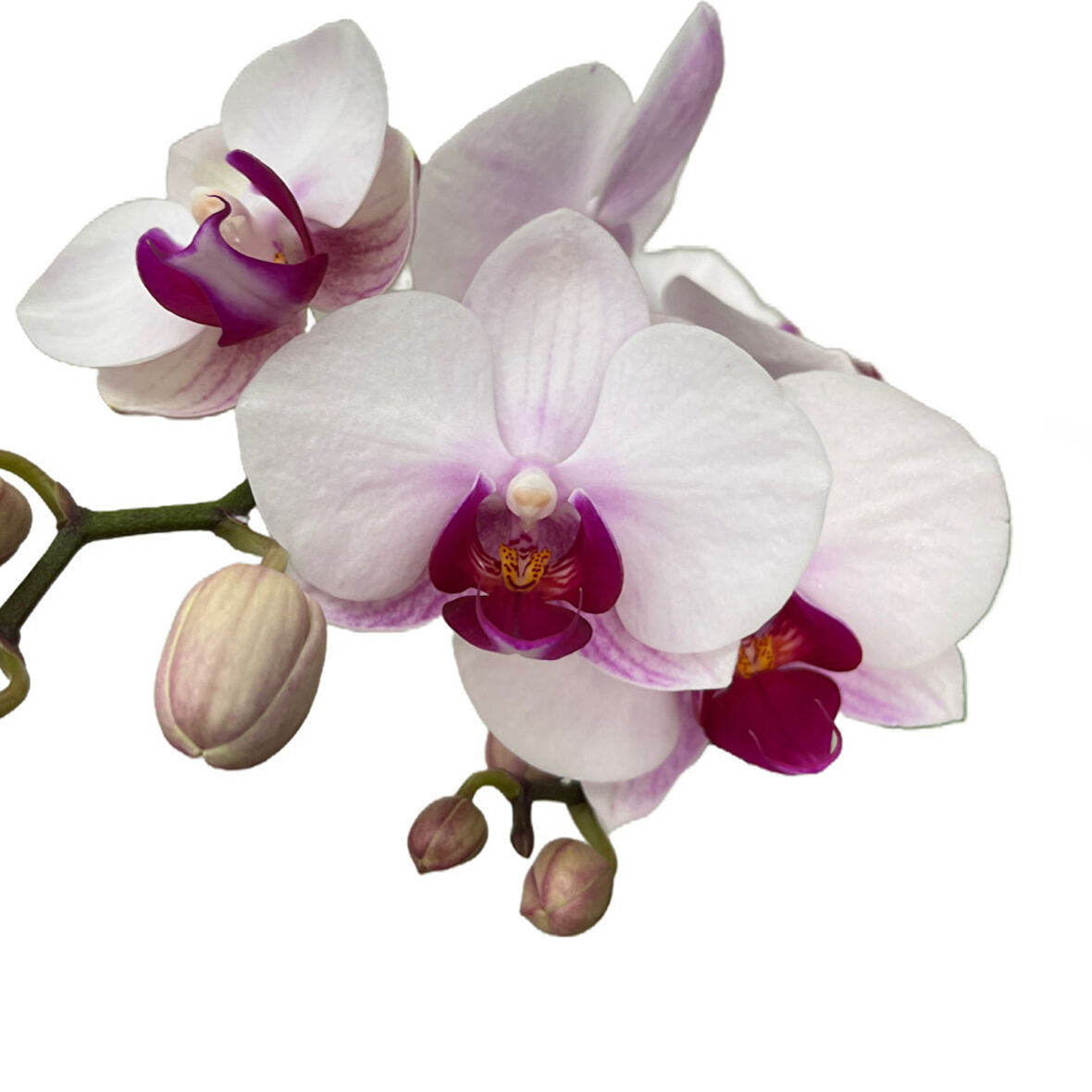 Phalaenopsis 'Gibraltar' (Beyaz Orkide)