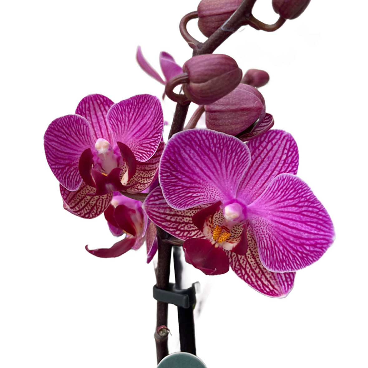 Phalaenopsis 'Vienna' (Fuşya Orkide)