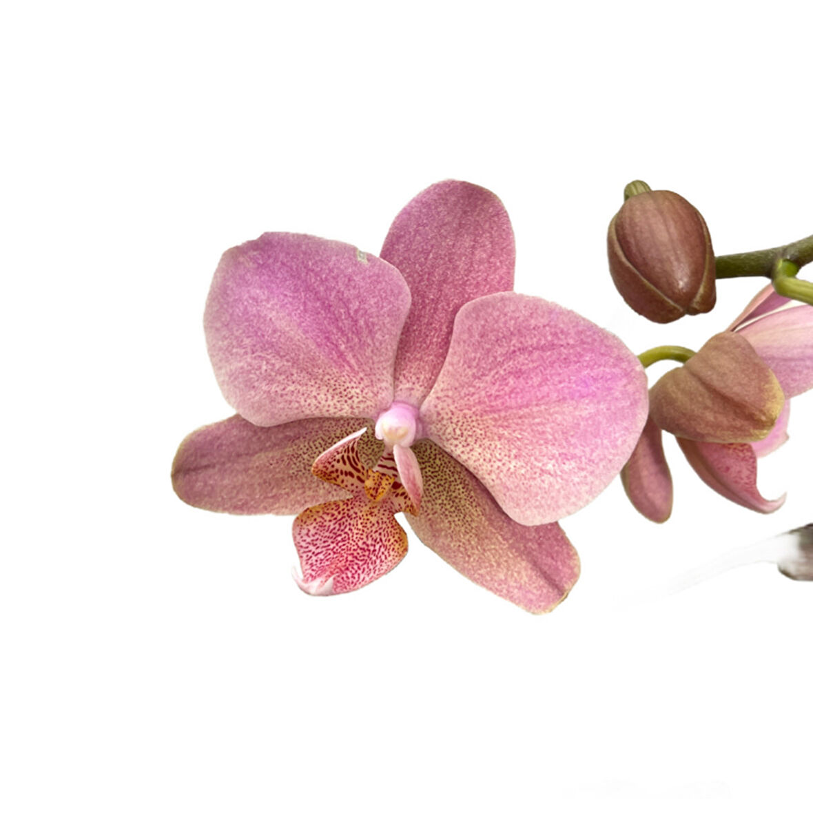 Phalaenopsis 'Treviso' (Pembe Orkide)