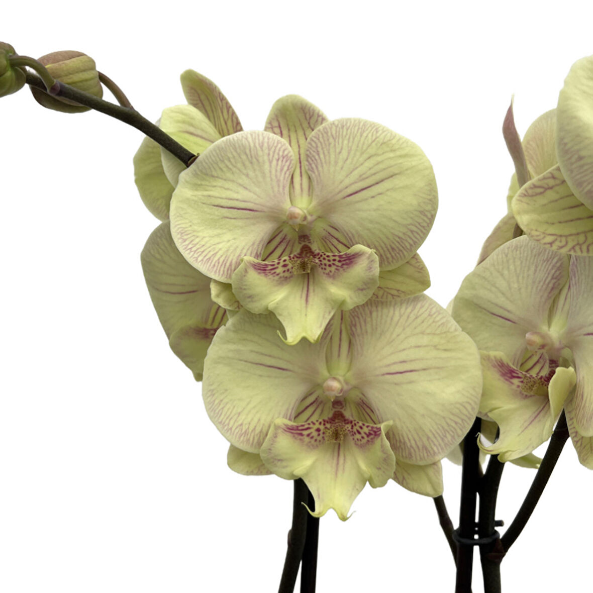 Phalaenopsis 'Turner' (Sarı Orkide)
