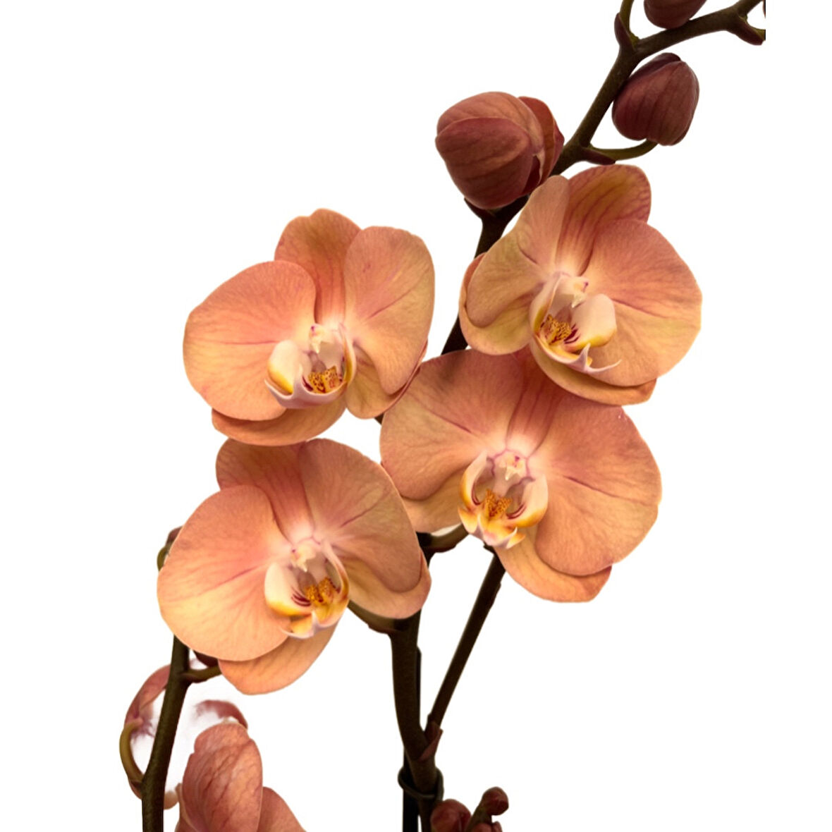 Phalaenopsis 'Suki' (Turuncu Orkide)