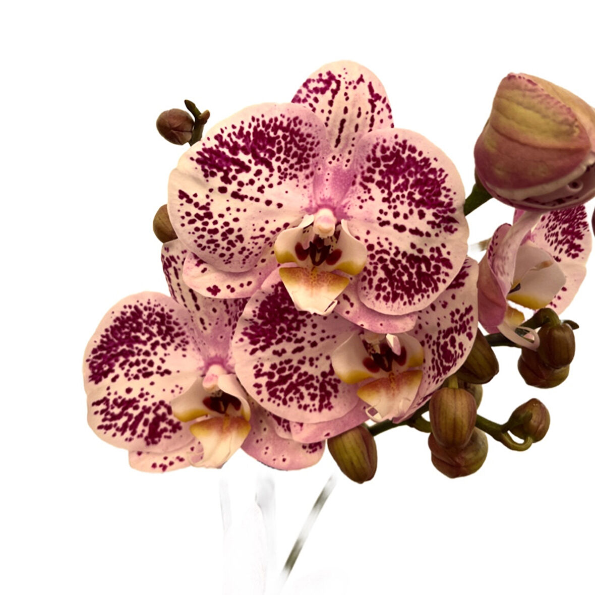 Phalaenopsis 'Sorano' (Pembe Orkide)