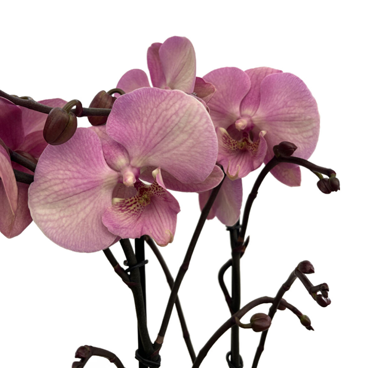 Phalaenopsis 'Rosa Pastello' (Pembe Orkide)