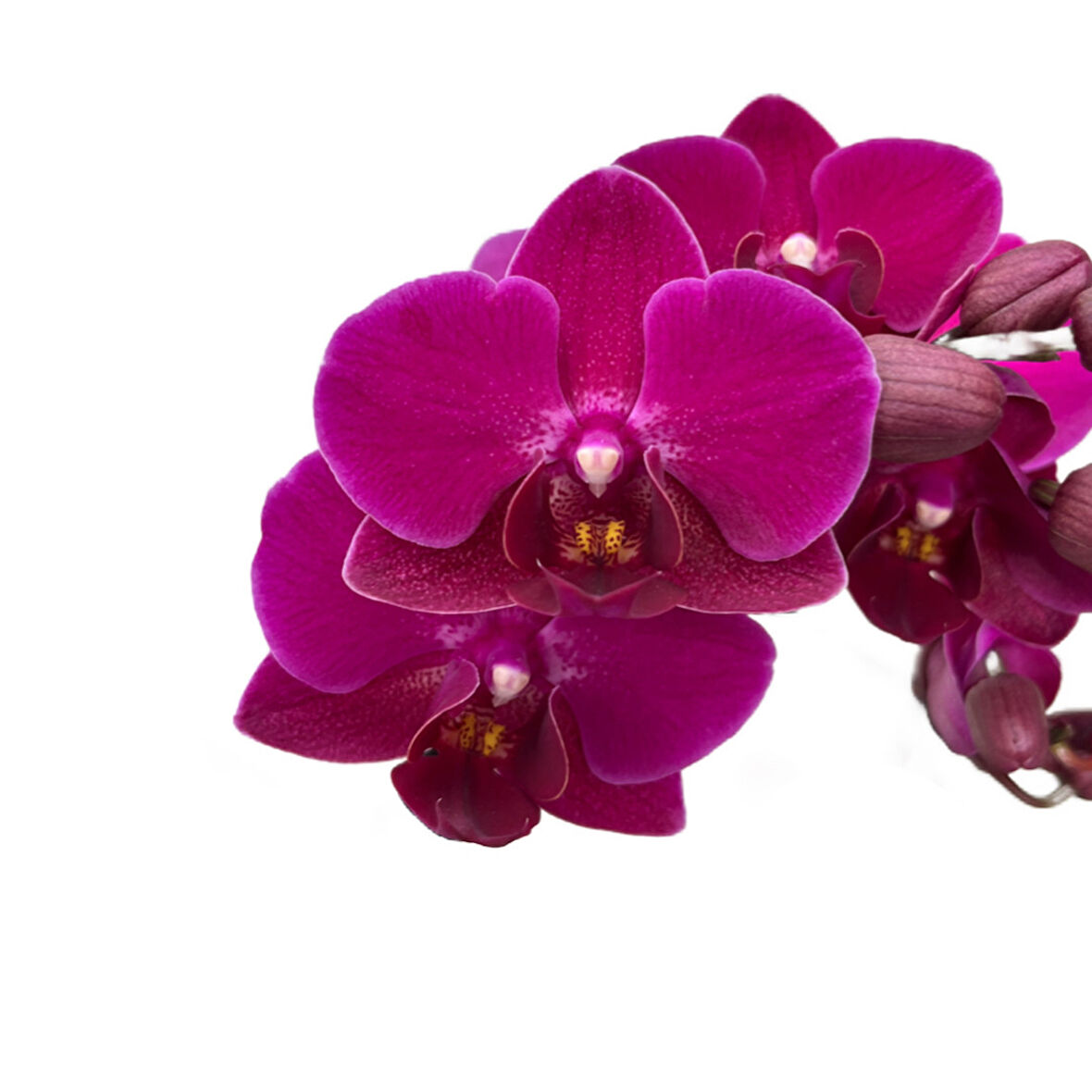 Phalaenopsis 'Morelia' (Fuşya Orkide)