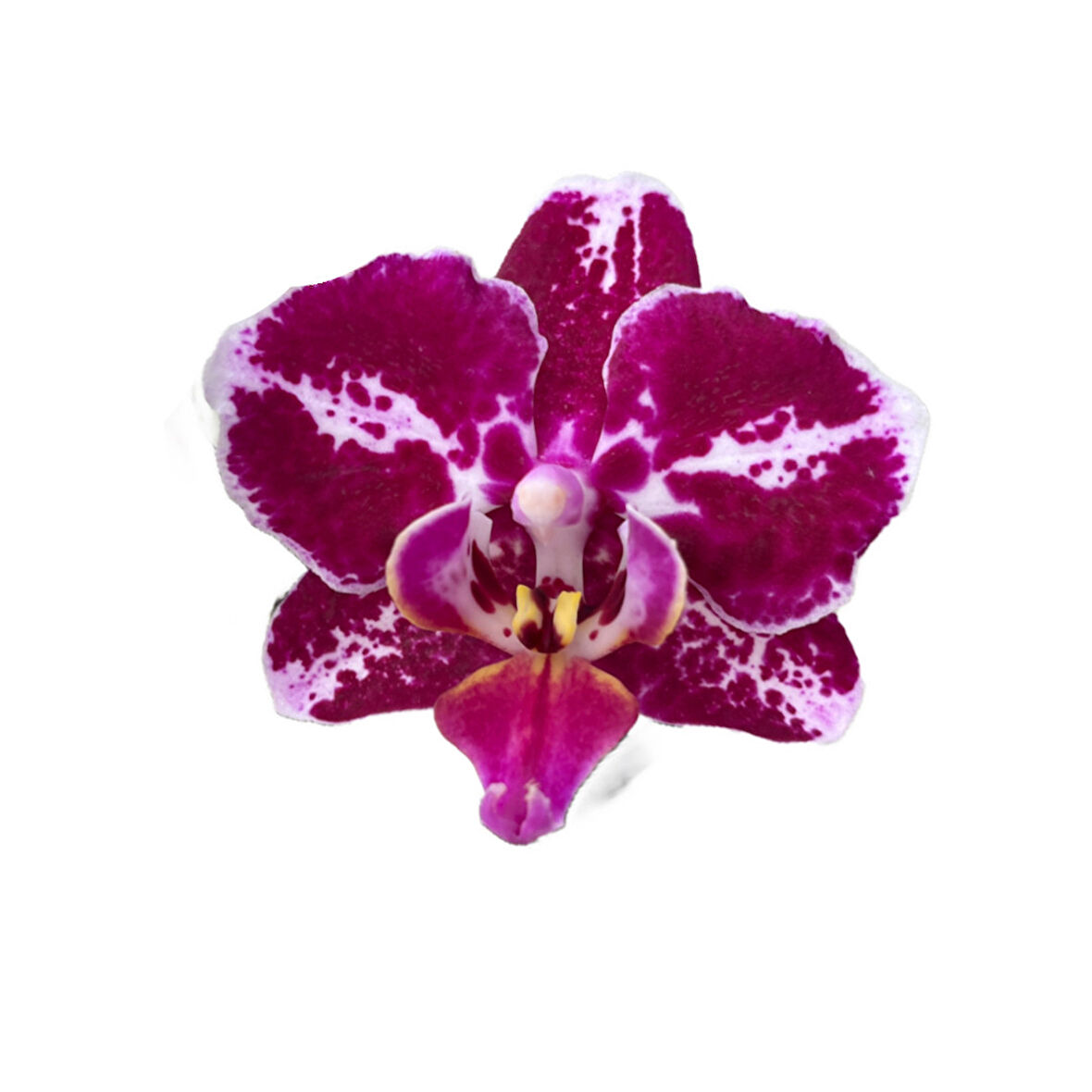 Phalaenopsis 'Purple Selina' (Mor Orkide)