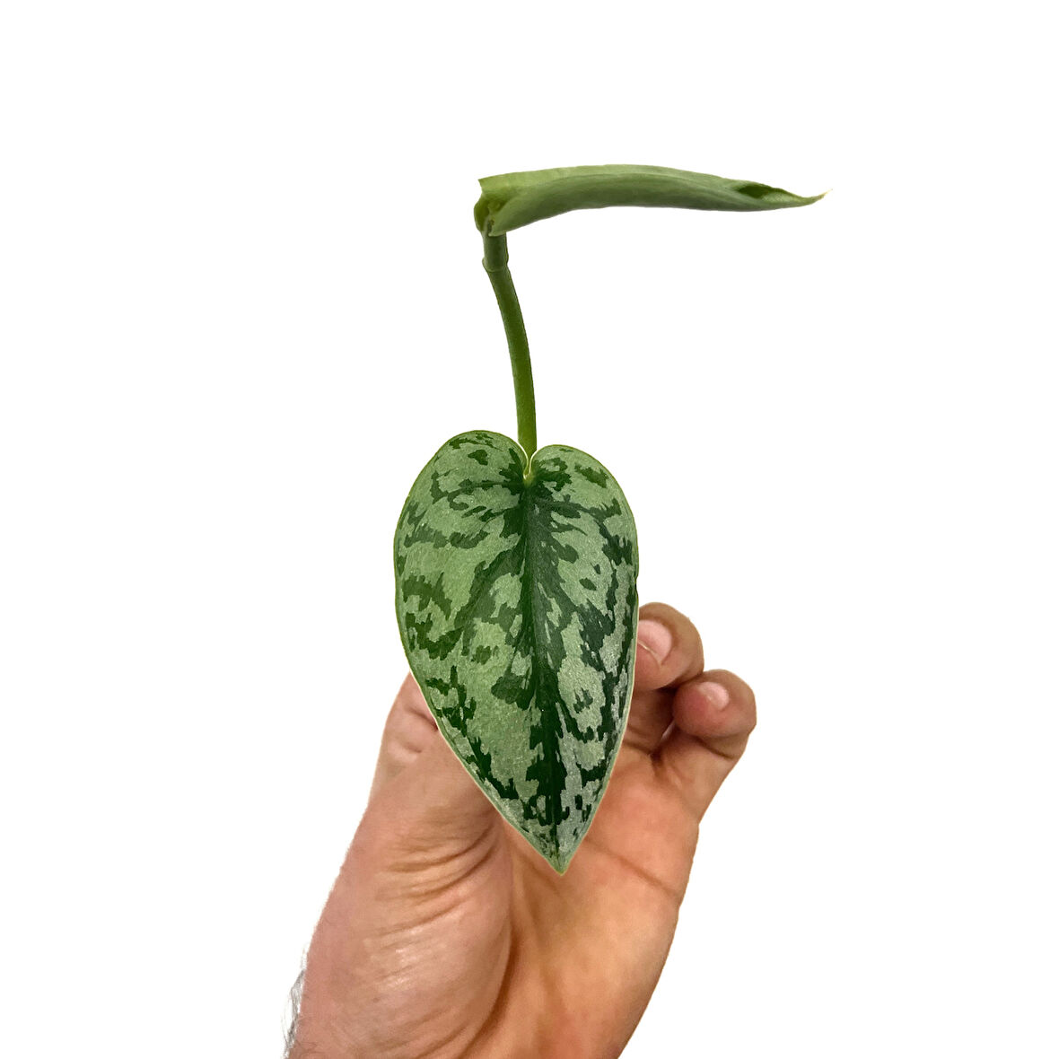 Scindapsus Pictus 'Silver Lady' (Tepe Çelik)