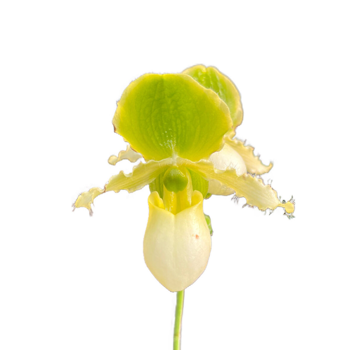 Paphiopedilum Primulinum (Terlik Orkide)