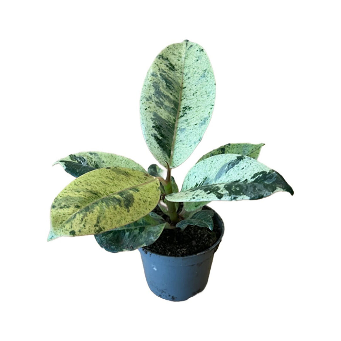 Ficus Elastica 'Shivereana' (Kauçuk Çiçeği)