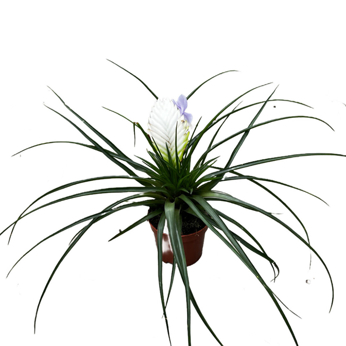 Tillandsia Cyanea 'Biancini' (Hava Bitkisi)