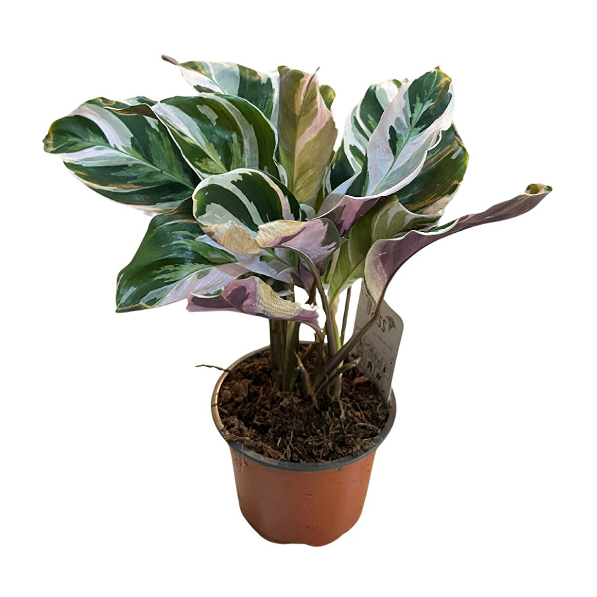 Calathea 'Fusion White' (Dua Çiçeği)