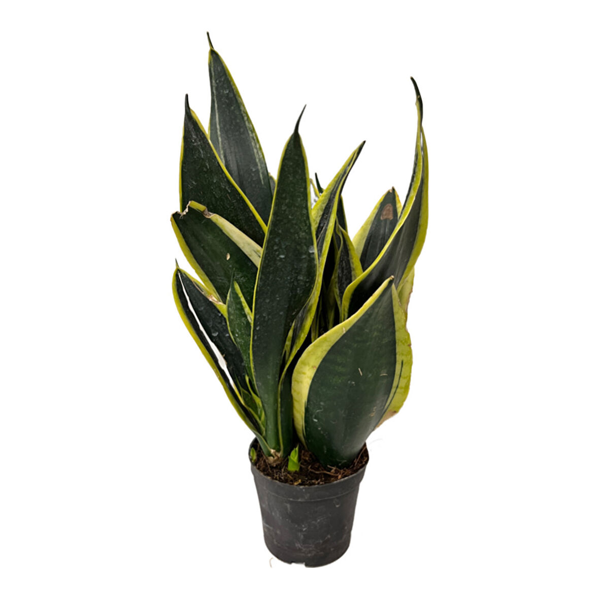 Sansevieria 'Black Gold' (Paşa Kılıcı)