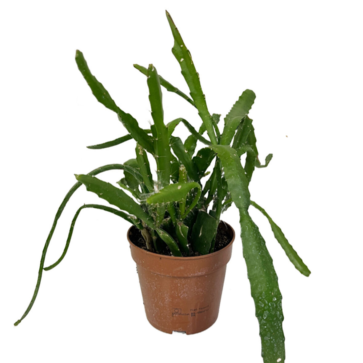 Epiphyllum 'Red Tip' (Atlas Çiçeği)