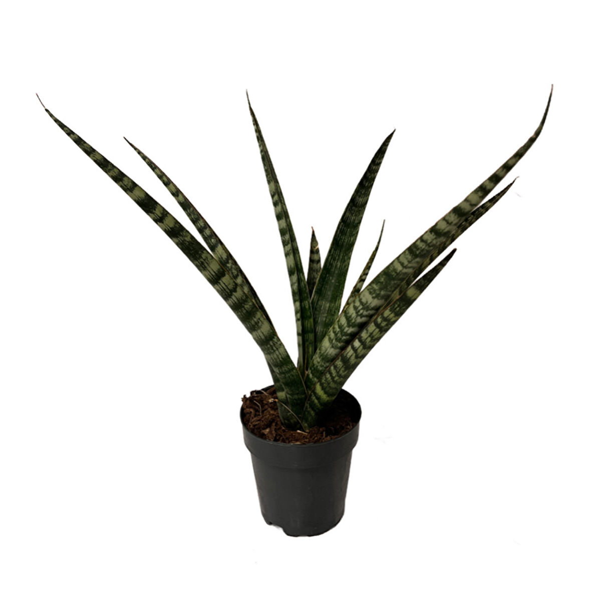 Sansevieria 'Silver Steel' (Paşa Kılıcı)