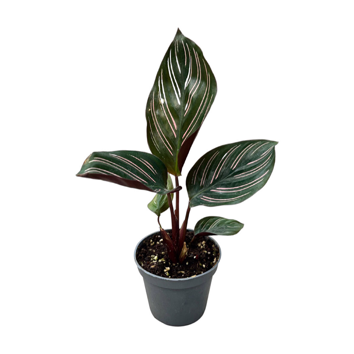 Calathea Ornata 'Sanderiana' (Dua Çiçeği)
