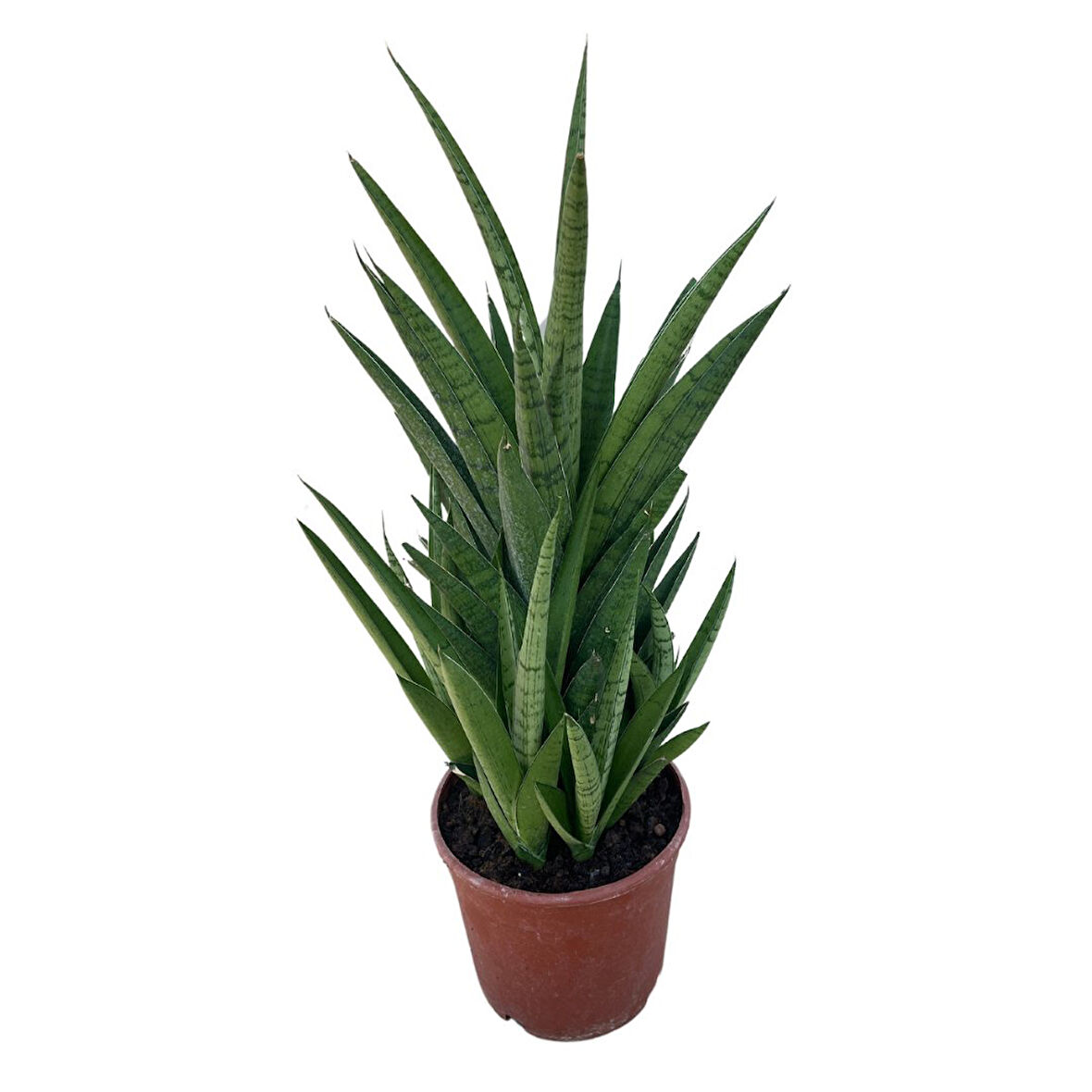 Sansevieria 'Tough Lady' (Paşa Kılıcı)