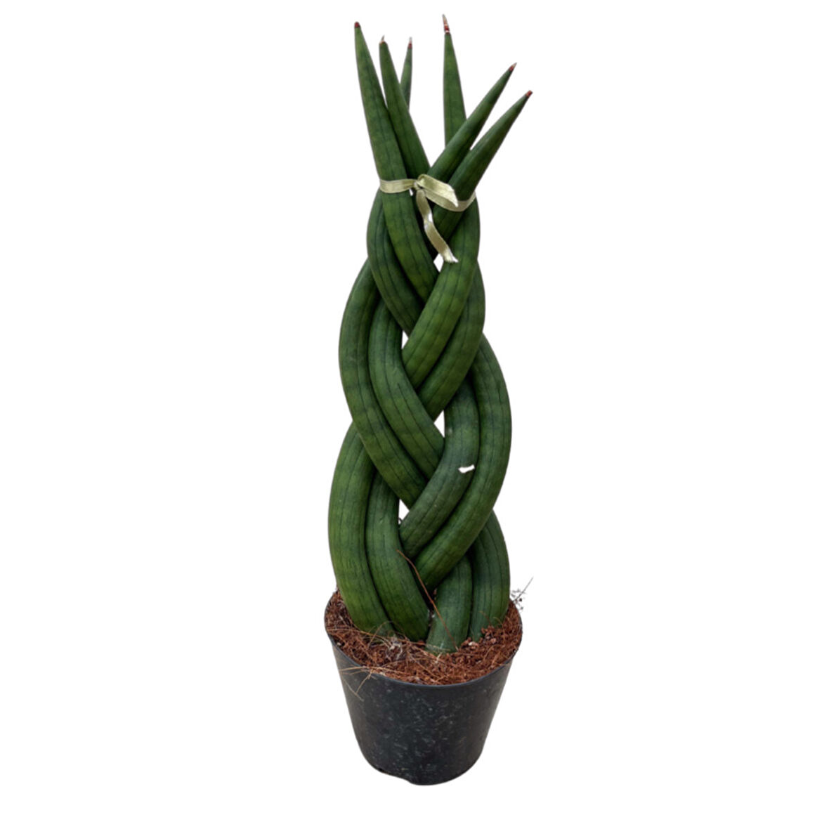 Sansevieria Gevlochten (Paşa Kılıcı)