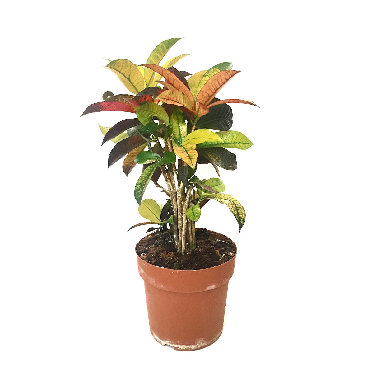 Codiaeum Variegatum 'Mrs Iceton' (Kraton Çiçeği)