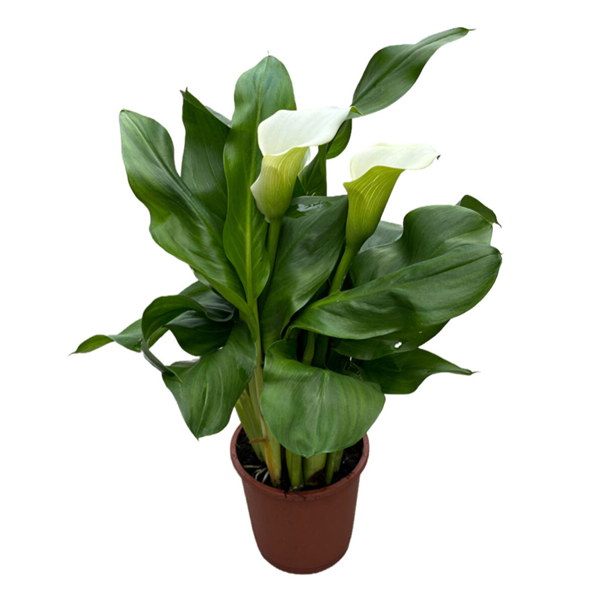Calla Lilly 'White' (Gala Çiçeği)