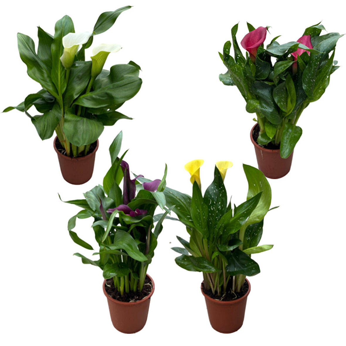 Calla Lilly (4'lü Set) (Gala Çiçeği)