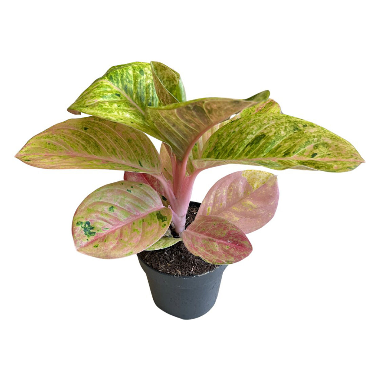 Aglaonema 'Apple Fantasy' (Çin Herdemyeşili)