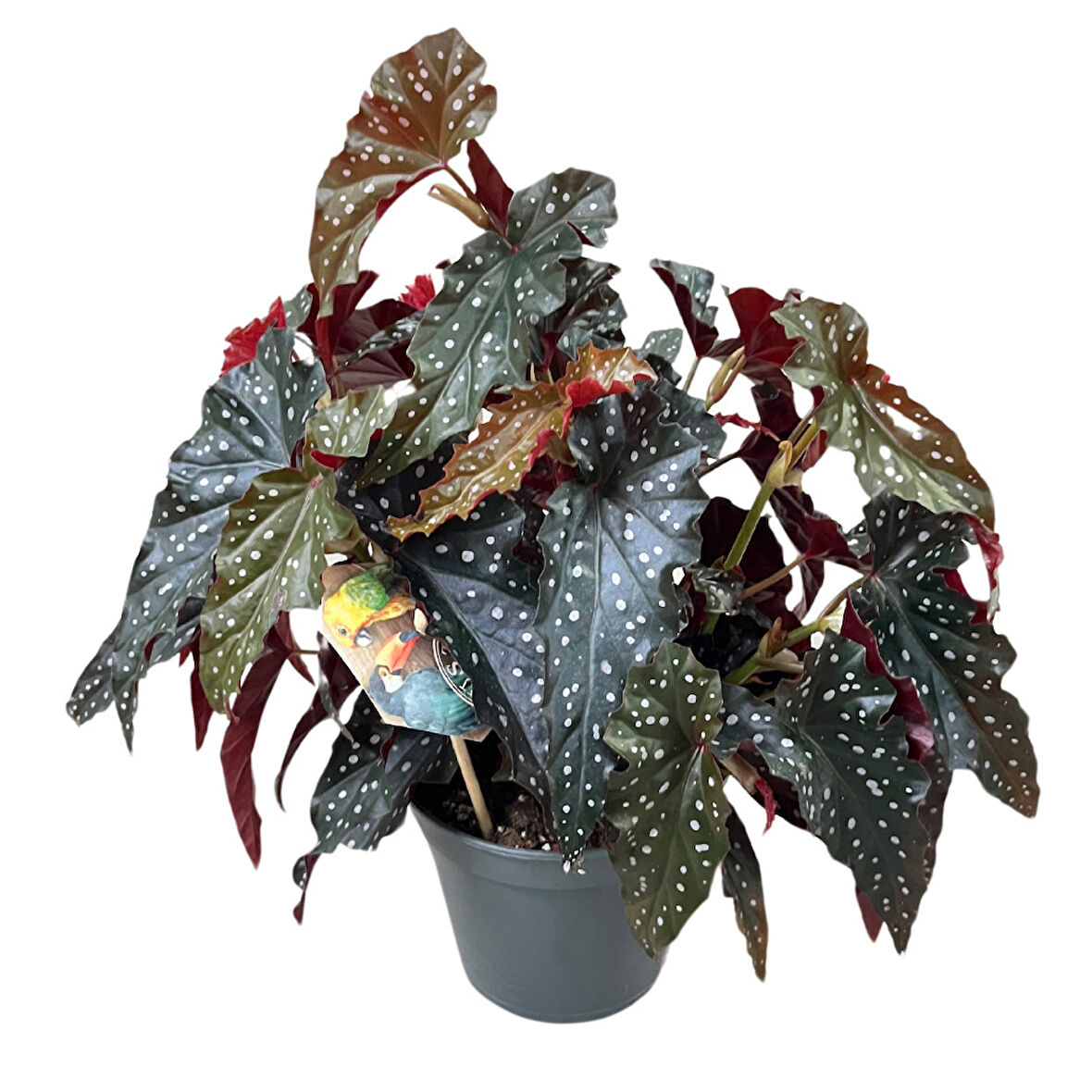Begonia Maculata 'Black Forest' (Begonya Çiçeği)