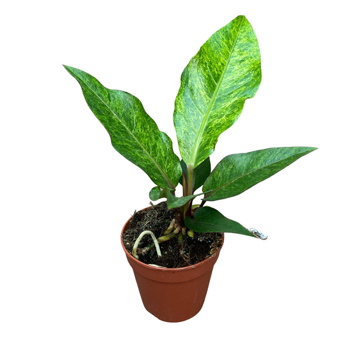 Anthurium Hookeri 'Variegata'