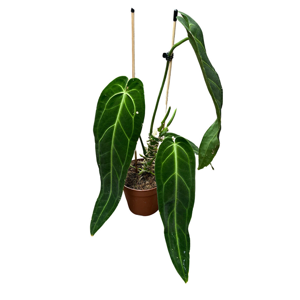 Anthurium Warocqueanum