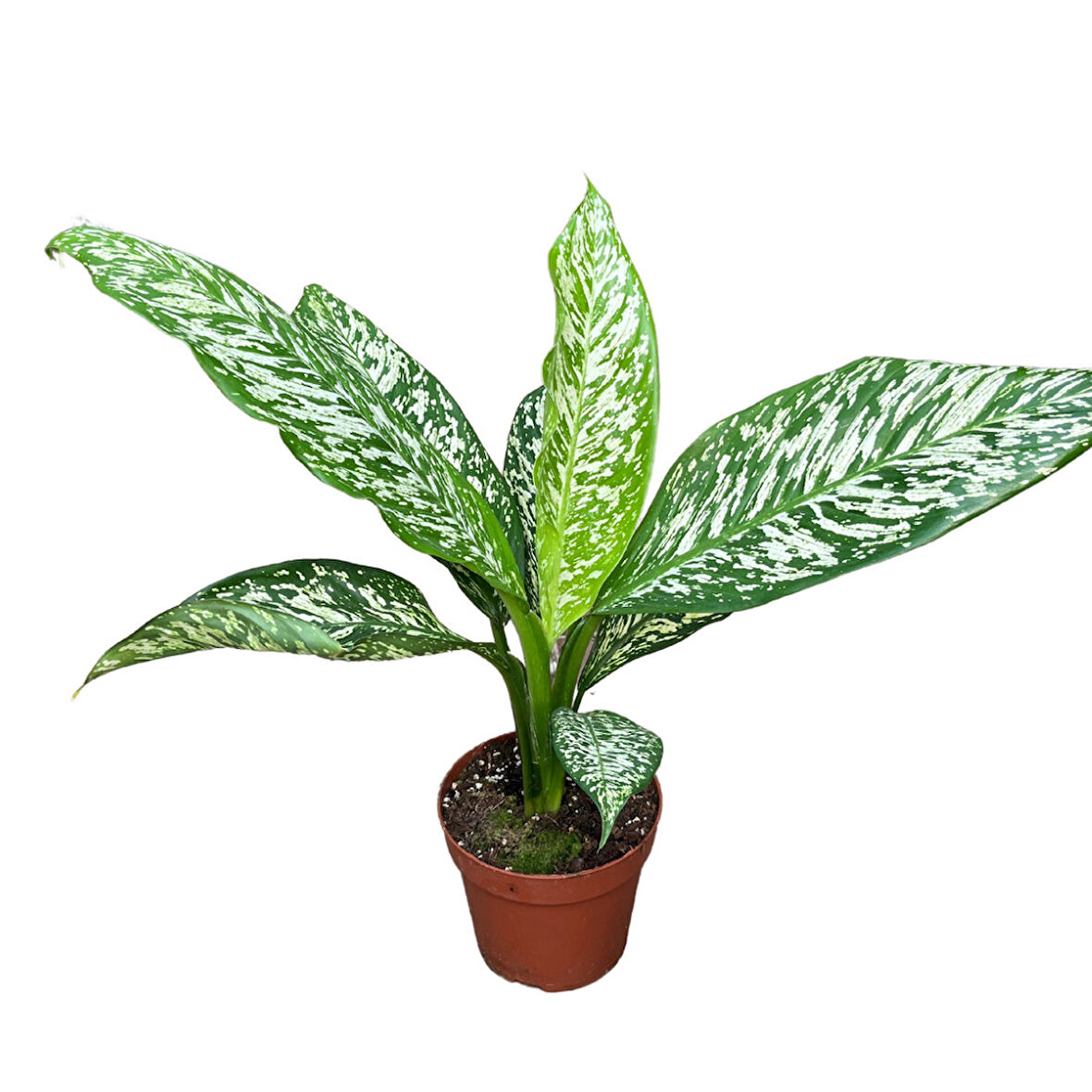 Dieffenbachia 'White Etna' (Difenbahya Çiçeği)