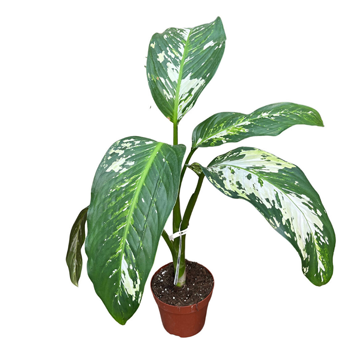 Dieffenbachia 'Yellow Star' (Difenbahya Çiçeği)