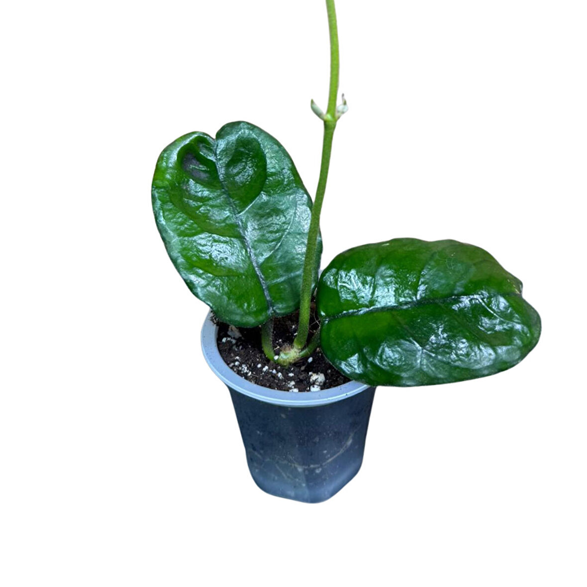 Hoya Villosa (Mum Çiçeği)