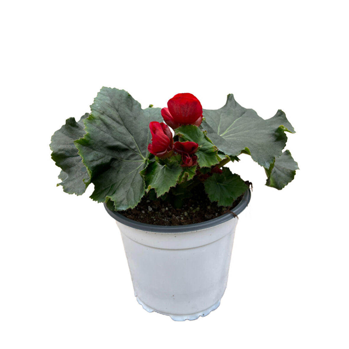 Begonia Elatior 'Red' (Katmerli Begonya)