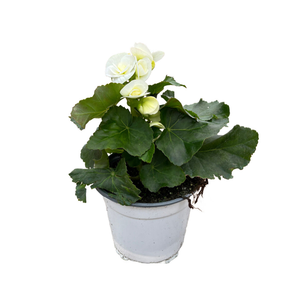 Begonia Elatior 'White' (Katmerli Begonya)