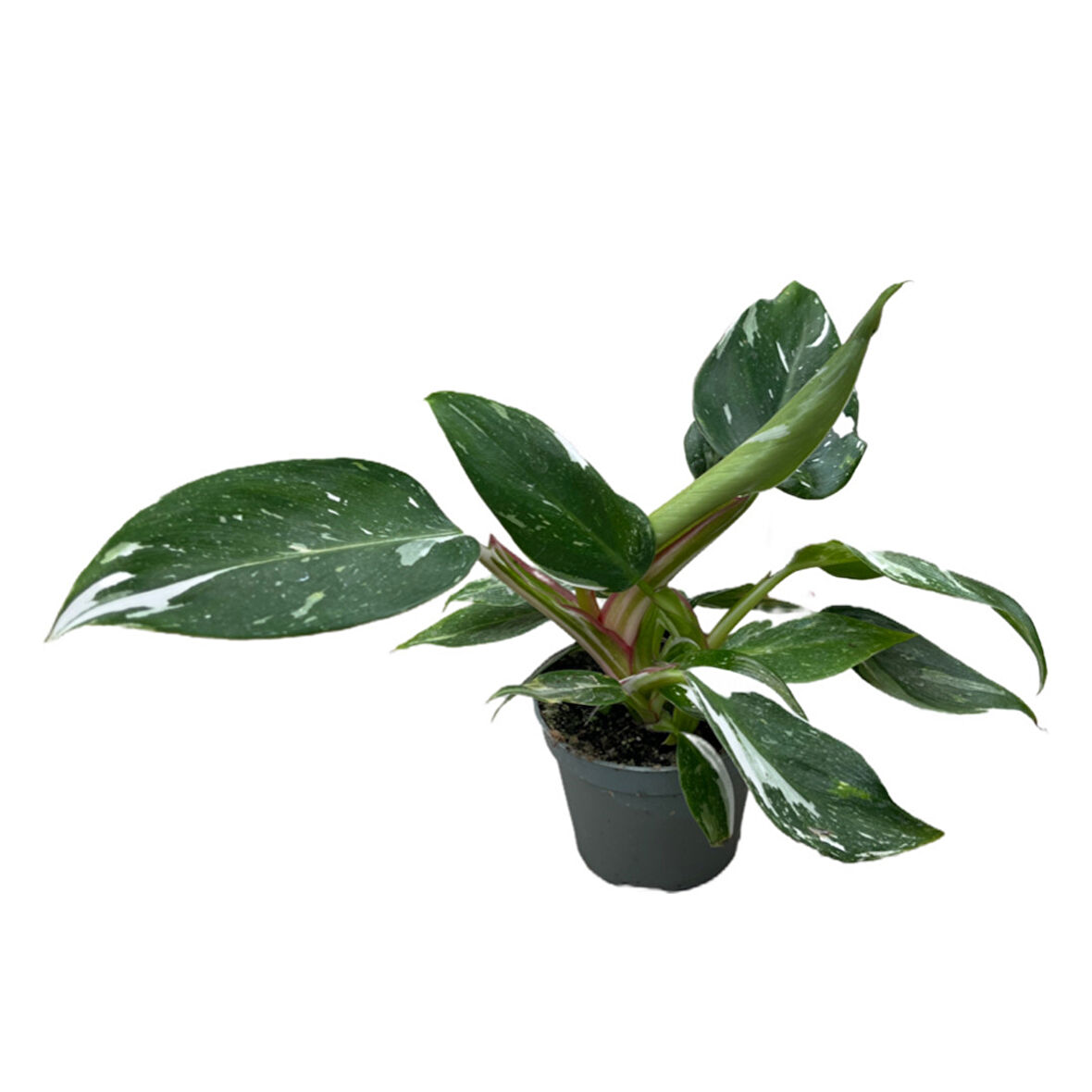 Philodendron 'White Princess'