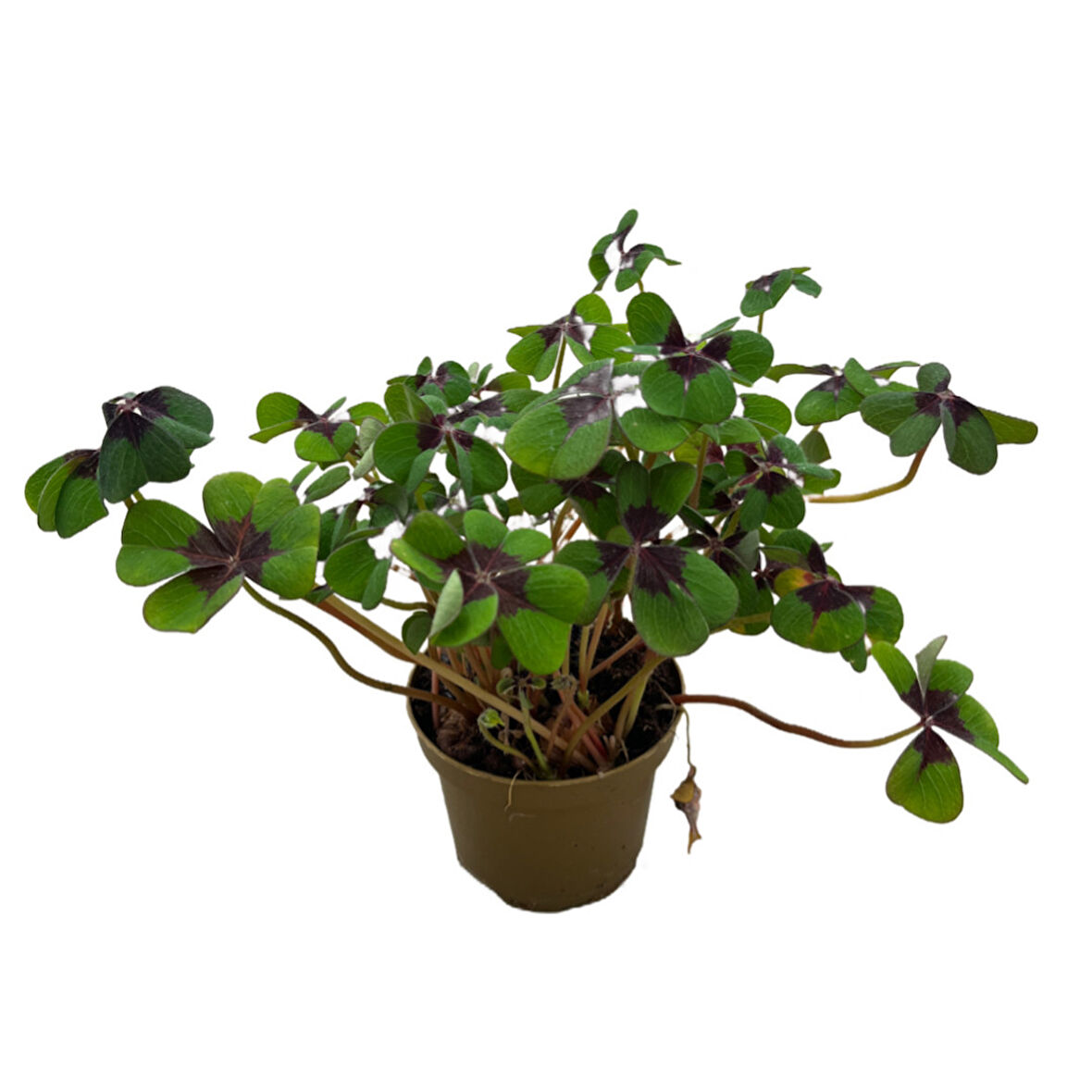 Oxalis Deppei (Süs Yoncası)