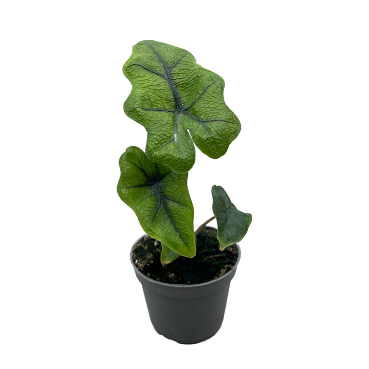 Alocasia Jacklyn (Fil Kulağı)