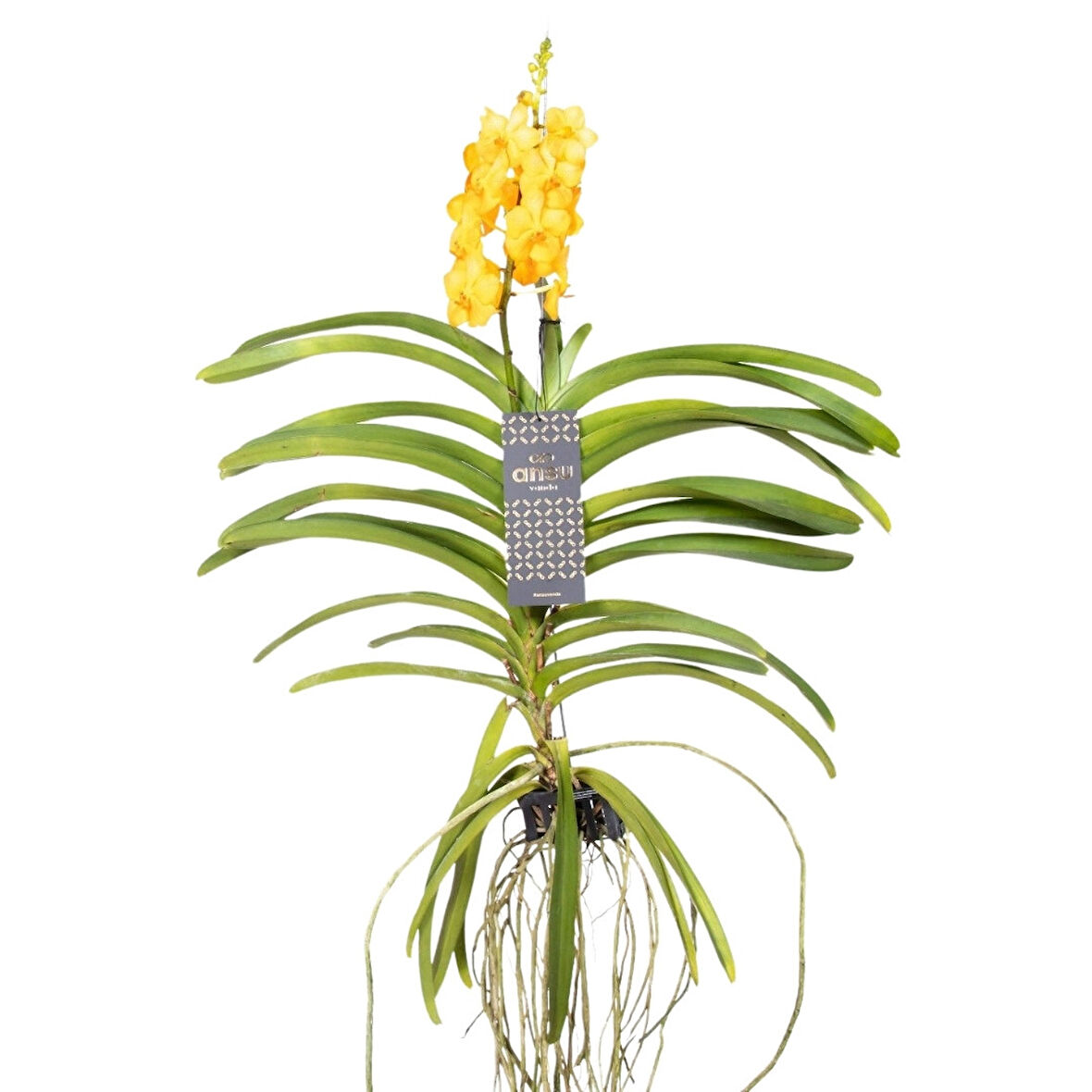 Vanda Natcha 'Princess Orange' (Vanda Orkide)