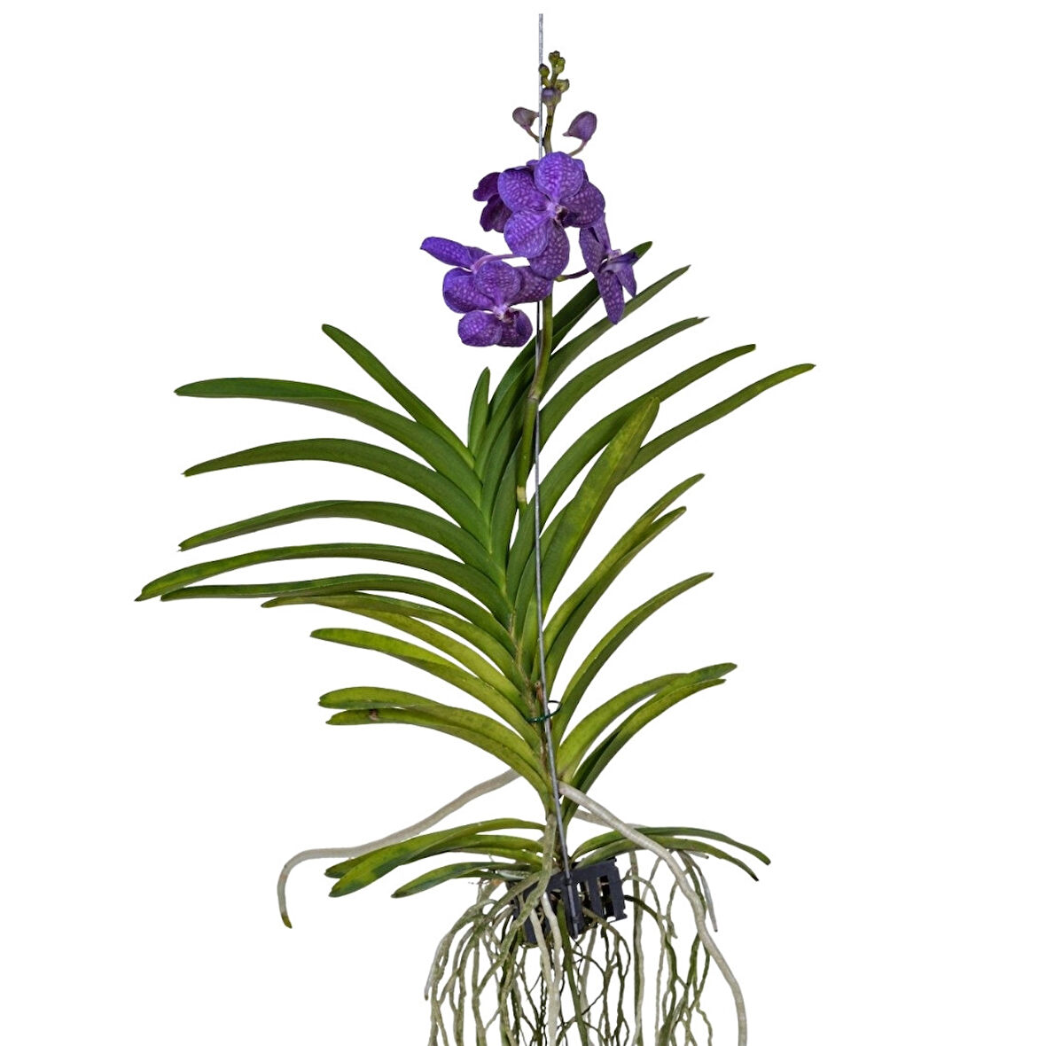 Vanda Tayanee 'Blue' (Vanda Orkide)